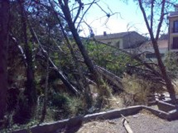 ARBOLES ARRANCADOS Y CAIDOS